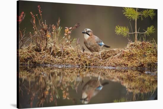 Jay (Garrulus glandarius), Sweden, Scandinavia, Europe-Janette Hill-Stretched Canvas