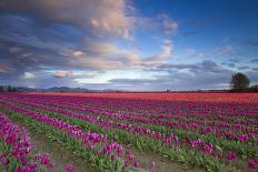 The Tulips Of The Skagit Valley Are In Full Bloom During An Amazing Spring Sunset-Jay Goodrich-Photographic Print