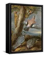 Jay, Green Woodpecker, Pigeons and Redstart, C.1650-Francis Barlow-Framed Stretched Canvas