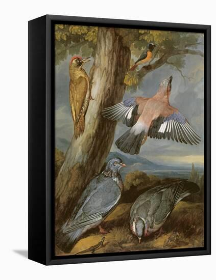 Jay, Green Woodpecker, Pigeons and Redstart, C.1650-Francis Barlow-Framed Stretched Canvas