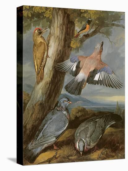 Jay, Green Woodpecker, Pigeons and Redstart, C.1650-Francis Barlow-Stretched Canvas