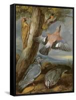 Jay, Green Woodpecker, Pigeons and Redstart, C.1650-Francis Barlow-Framed Stretched Canvas