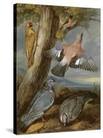 Jay, Green Woodpecker, Pigeons and Redstart, C.1650-Francis Barlow-Stretched Canvas