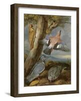 Jay, Green Woodpecker, Pigeons and Redstart, C.1650-Francis Barlow-Framed Giclee Print