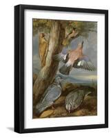 Jay, Green Woodpecker, Pigeons and Redstart, C.1650-Francis Barlow-Framed Giclee Print