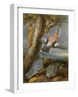 Jay, Green Woodpecker, Pigeons and Redstart, C.1650-Francis Barlow-Framed Giclee Print