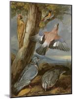 Jay, Green Woodpecker, Pigeons and Redstart, C.1650-Francis Barlow-Mounted Giclee Print