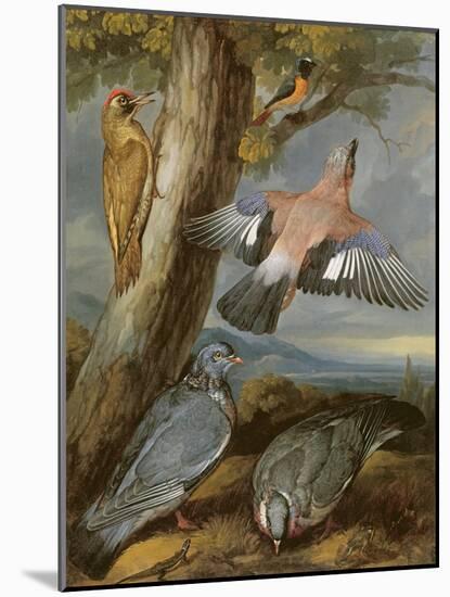 Jay, Green Woodpecker, Pigeons and Redstart, C.1650-Francis Barlow-Mounted Giclee Print