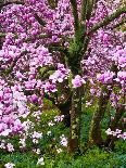 Wooden Bench under Cherry Blossom Tree in Winterthur Gardens, Wilmington, Delaware, Usa-Jay O'brien-Photographic Print