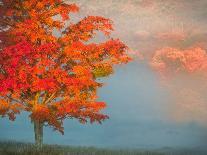 Mist and Forest in Autumn Color, Davis, West Virginia, Usa-Jay O'brien-Photographic Print