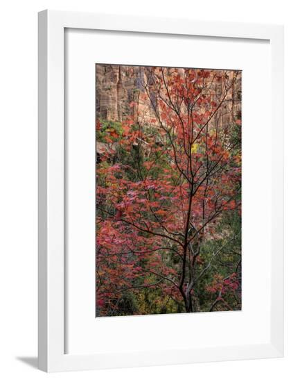 Framed Photographic Print, , large