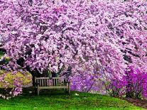 Wooden Bench under Cherry Blossom Tree in Winterthur Gardens, Wilmington, Delaware, Usa-Jay O'brien-Photographic Print