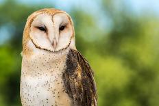 Eurasian Eagle-Owl-Jay Ondreicka-Photographic Print