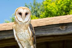 Eurasian Eagle-Owl-Jay Ondreicka-Photographic Print