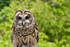 Eurasian Eagle-Owl-Jay Ondreicka-Stretched Canvas