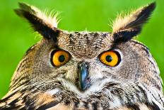 Eurasian Eagle-Owl-Jay Ondreicka-Photographic Print