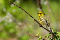 Prairie Warbler-Jay Ondreicka-Stretched Canvas