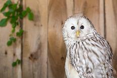 Barn Owl-Jay Ondreicka-Stretched Canvas