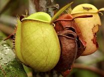 Pitcher Plant, Sarawak, Borneo, Malaysia-Jay Sturdevant-Photographic Print