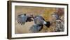 Jay, two fighting in mid-air with another observing. Norway-Markus Varesvuo-Framed Photographic Print