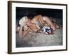 Jayne Mansfield Wearing a Leopard Print Bikini on a Tiger Skin Rug Undated United States-null-Framed Photo