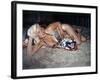 Jayne Mansfield Wearing a Leopard Print Bikini on a Tiger Skin Rug Undated United States-null-Framed Photo