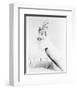 Jayne Mansfield-null-Framed Photo