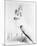 Jayne Mansfield-null-Mounted Photo