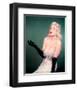 Jayne Mansfield-null-Framed Photo