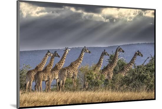 Photographic Print, , large