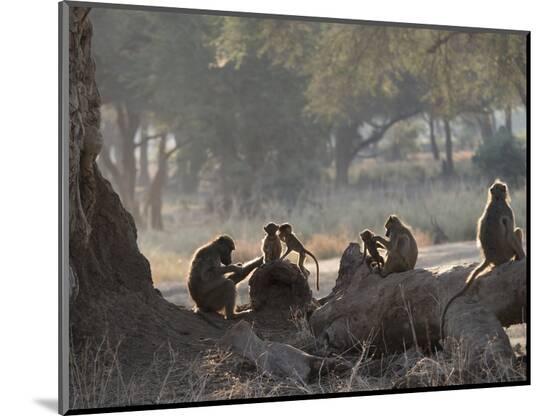 Photographic Print, , large