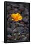 Essential Black