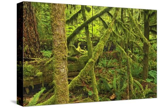 Stretched Canvas Print, , large