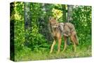 Stretched Canvas