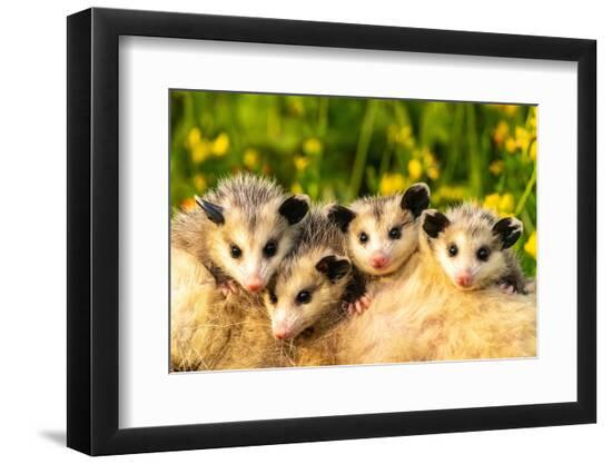 Photographic Print, , large