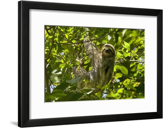 Framed Photographic Print, , large