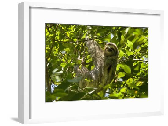 Framed Photographic Print, , large