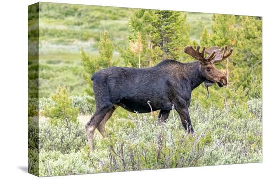 Stretched Canvas Print, , large