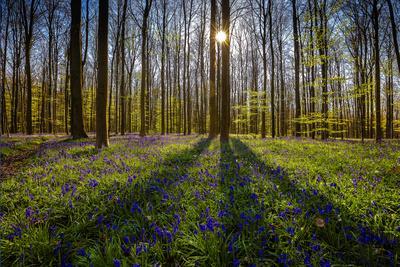 Europe, Belgium. Hallerbos forest with blooming bluebells.