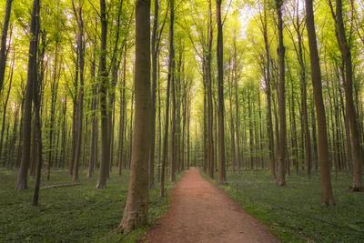 Europe, Belgium. Path in Hallerbos forest.