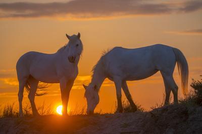 Europe, France, Provence, Camargue. Two Camargue horses at sunrise.