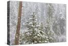 Stretched Canvas