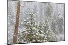 Wood Mount