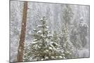 Wood Mount