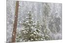 Wood Mount