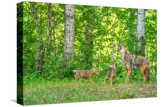 Stretched Canvas Print, , large