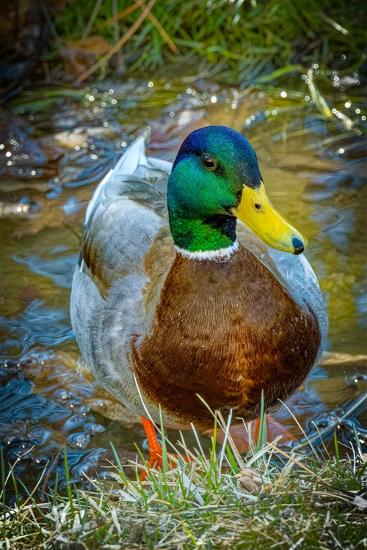Premium Photographic Print, , large