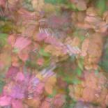 Pink, orange and green floral montage abstract.-Jaynes Gallery-Photographic Print