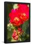 Essential Black