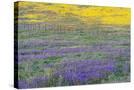 Stretched Canvas